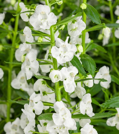 Summer Snapdragon Angelface® Super White